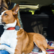 Whistle 3 GPS Pet Tracker, $65 after $15 coupon
